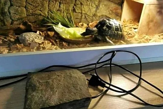 Sprzedam żółwia i terrarium., Kujawsko-pomorskie, Toruń
