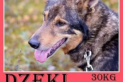 Starszy pies DŻEKI prosi o ciepły kąt przed zimą. Ktoś pokocha?,  dolnośląskie Wrocław