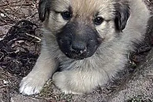 BEZA- kochany szczeniak do adopcji,  małopolskie Kraków