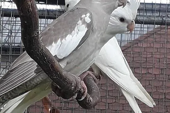 Nimfy 2025, Małopolskie, Łopoń