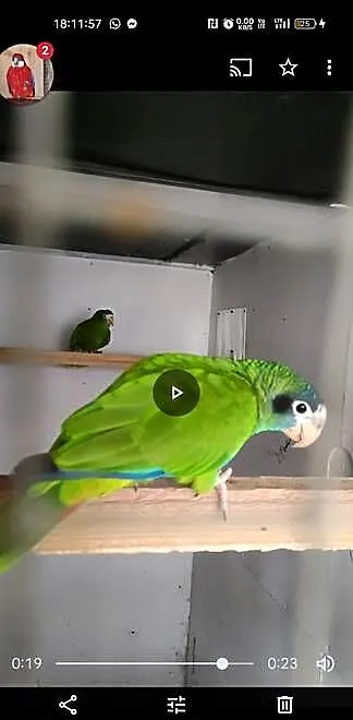 Amazonka Ventralis samica lęgowa, Małopolskie, Kraków