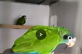 Amazonka Ventralis samica lęgowa