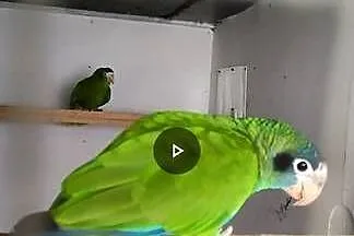 Amazonka Ventralis samica lęgowa, Małopolskie, Kraków