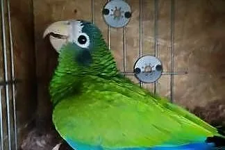 Amazonka Ventralis samica lęgowa, Małopolskie, Kraków