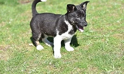 Malutka ok 4 msc Indi do adopcji!, mazowieckie Wa