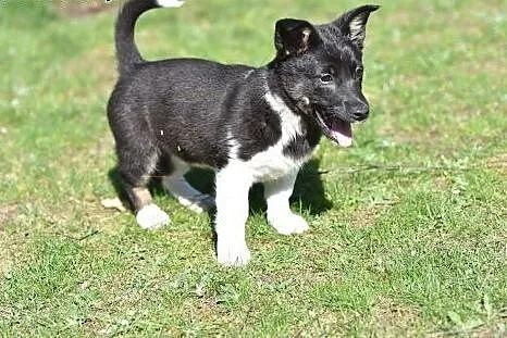 Malutka ok 4 msc Indi do adopcji!,  mazowieckie Wa