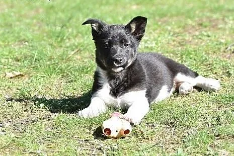 Malutka ok 4 msc Indi do adopcji!,  mazowieckie Wa
