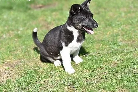 Malutka ok 4 msc Indi do adopcji!,  mazowieckie Wa