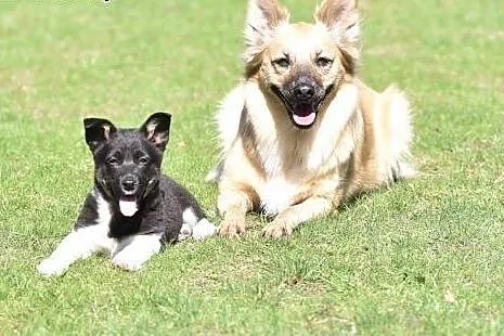 Malutka ok 4 msc Indi do adopcji!,  mazowieckie Wa