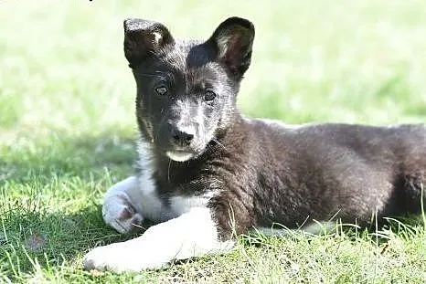Malutka ok 4 msc Indi do adopcji!,  mazowieckie Wa