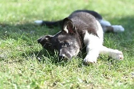 Malutka ok 4 msc Indi do adopcji!,  mazowieckie Wa