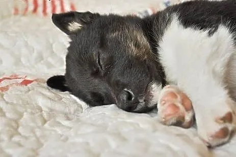 Malutka ok 4 msc Indi do adopcji!,  mazowieckie Wa