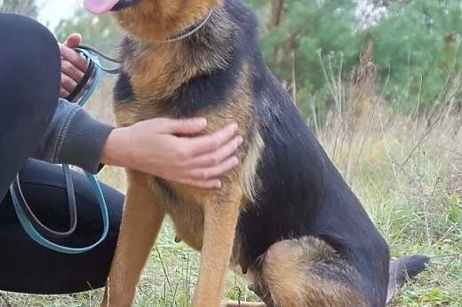 KaLina w typie owczarka,  Kundelki cała Polska