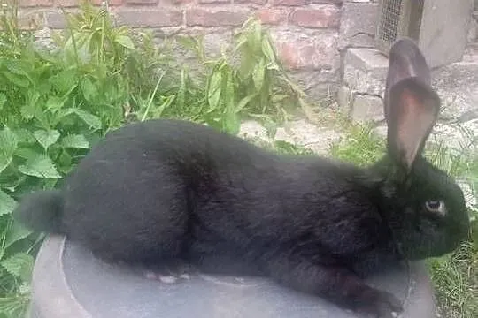 Olbrzym srokacz czarny  samiec, Wielkopolskie, Sierniki
