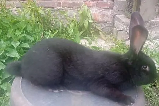 Olbrzym srokacz czarny  samiec, Wielkopolskie, Sierniki