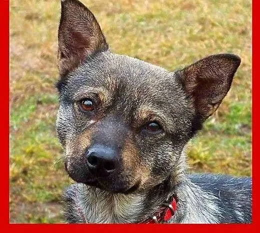 Słodki przytulasek Reksio szuka dobrego domu, maz