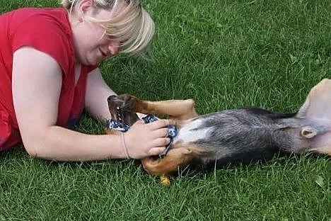 Czapi, 12 miesięczny, radosny psiak szuka domu!,  