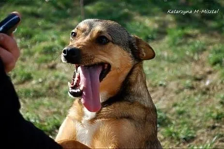 ŻABKA- mała, wesoła, młoda suczka do adopcji.,  małopolskie Kraków