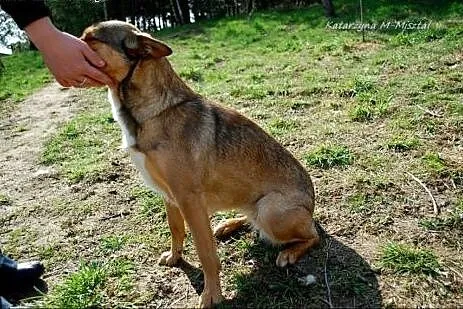 ŻABKA- mała, wesoła, młoda suczka do adopcji.,  ma