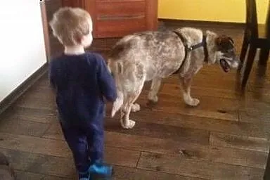 Niewidomy duży starszy pies Misio Bibi szuka domu 