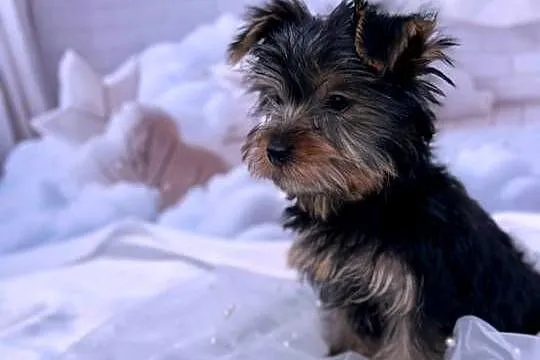 Yorkshire Terrier piesek