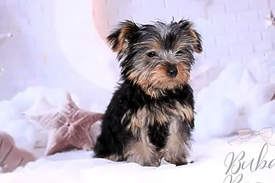 Yorkshire Terrier piesek, Wielkopolskie, Poznań