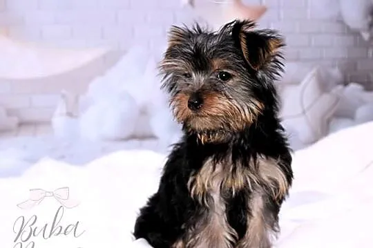 Yorkshire Terrier piesek, Wielkopolskie, Poznań