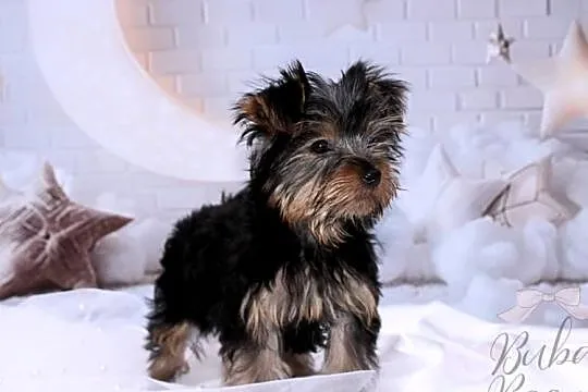Yorkshire Terrier piesek, Wielkopolskie, Poznań