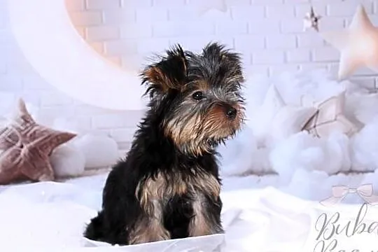 Yorkshire Terrier piesek, Wielkopolskie, Poznań
