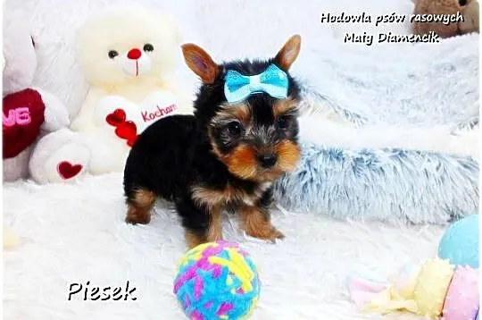York Yorkshire Terrier Malutki Piesek z Rodowodem i Wyprawką Do odbioru