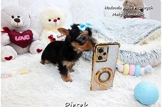 York Yorkshire Terrier Malutki Piesek z Rodowodem i Wyprawką Do odbioru, Lubuskie, Żary