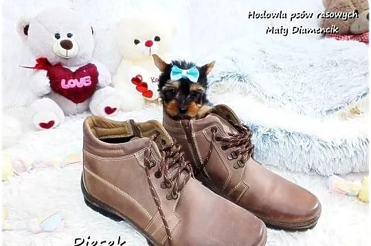 York Yorkshire Terrier Malutki Piesek z Rodowodem i Wyprawką Do odbioru, Lubuskie, Żary