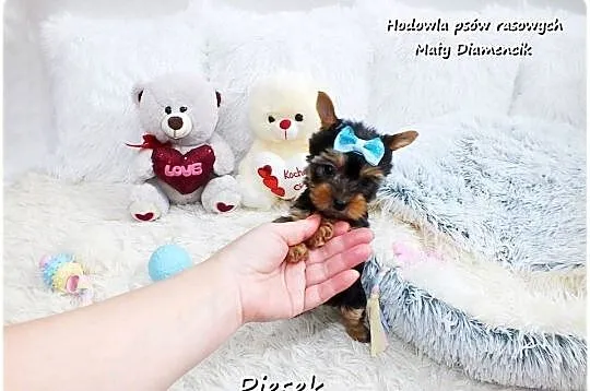 York Yorkshire Terrier Malutki Piesek z Rodowodem i Wyprawką Do odbioru, Lubuskie, Żary