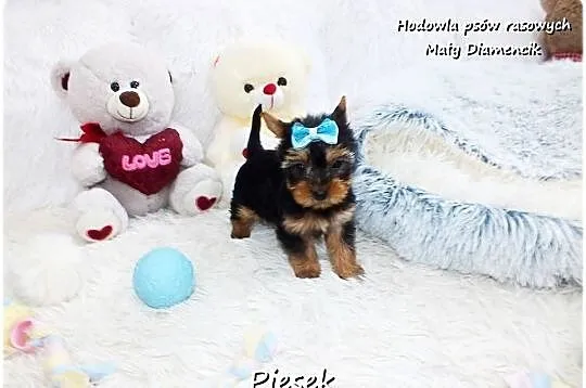 York Yorkshire Terrier Malutki Piesek z Rodowodem i Wyprawką Do odbioru, Lubuskie, Żary