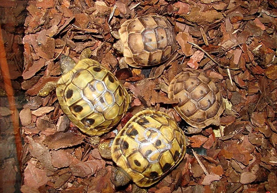 żółw mauretański (T.graeca) dorasta do 20cm, z 2023, Śląskie, Gliwice