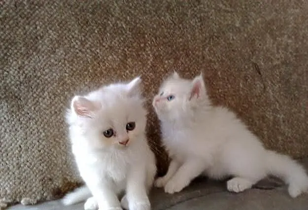 Perskie kocięta do adopcji/*-/*//-*