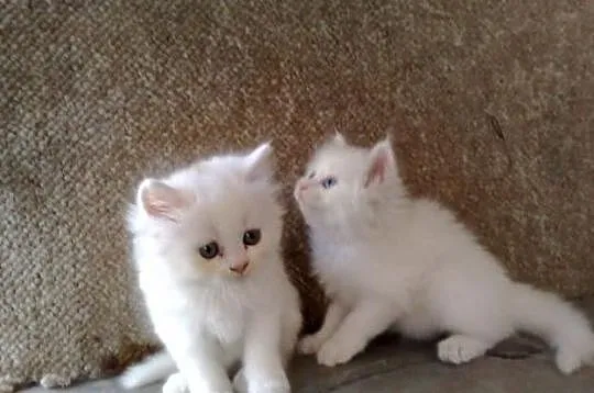 Perskie kocięta do adopcji/*-/*//-*