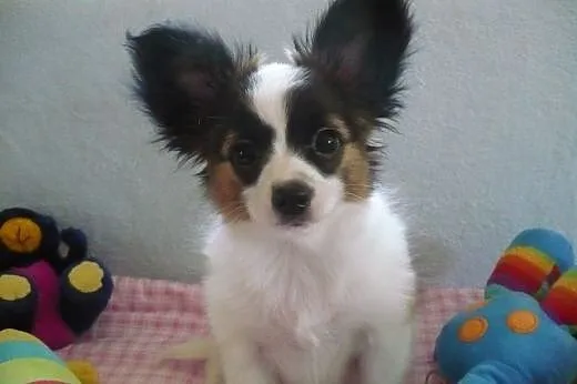 Papillon Spaniel Kontynentalny - Piesek Iwan ,  wi