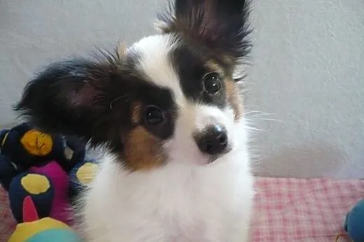 Papillon Spaniel Kontynentalny - Piesek Iwan ,  wi