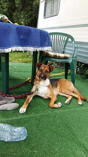 Borys-2 letni , piękny pies do adopcji_