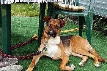 Borys-2 letni , piękny pies do adopcji_