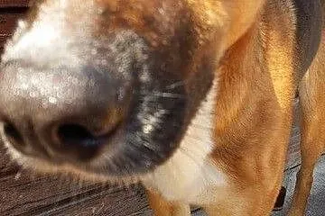Borys-2 letni , piękny pies do adopcji_