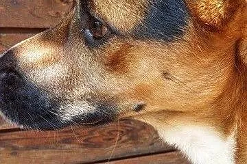 Borys-2 letni , piękny pies do adopcji_