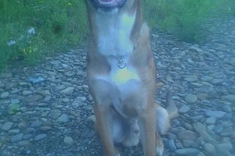 Borys-2 letni , piękny pies do adopcji_