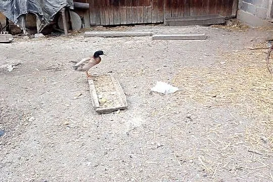 Kaczory Biegusy indyjskie- 3 ptaki, Małopolskie, Miechów