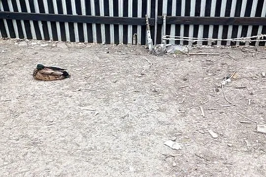 Kaczory Biegusy indyjskie- 3 ptaki, Małopolskie, Miechów
