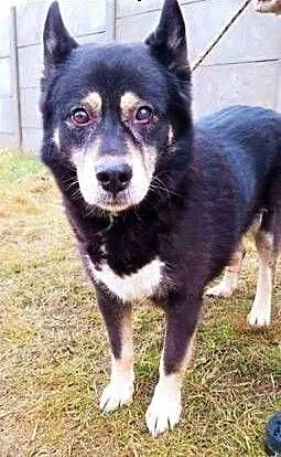 FRANK - traci wzrok, od 5 lat gnije w schronisku, błaga o dom!, wielkopolskie Poznań, Wielkopolskie, Poznań