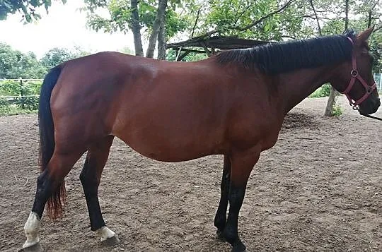 Sprzedam super konia do rekreacji, , 