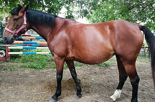 Sprzedam super konia do rekreacji, , 