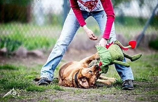 LEJLA aktywna sunia dla ludzi z pasją, dolnośląsk